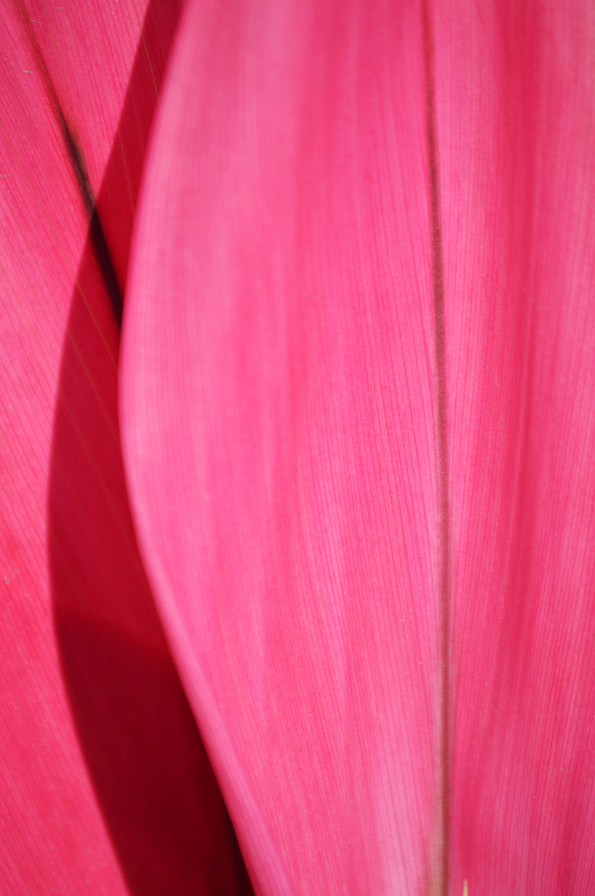 Red Textile